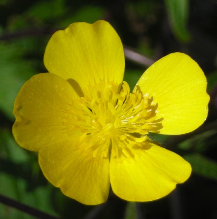 Ranunculus del gruppo bulbosus